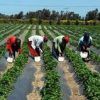 Las oportunidades agrícolas en Senegal