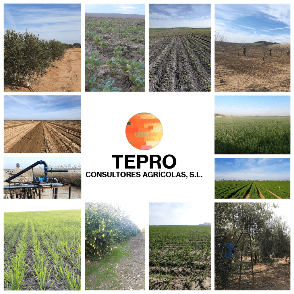 imagen destacada del post Equipo Humano #SOMOSTEPRO