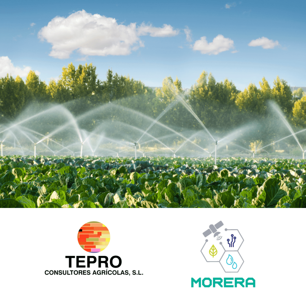 imagen destacada del post Proyecto MORERA